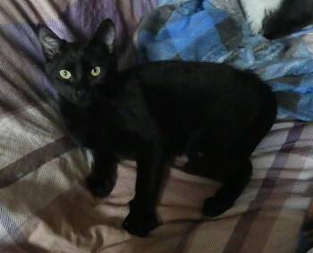 Rescue Domestic Short Hair Cats for Adoption in Burnaby, British Columbia - Valentino | PetCurious