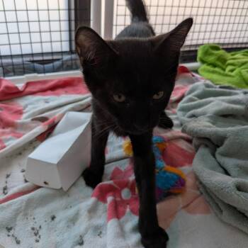 Cosmo -  Domestic Short Hair Cat for Adoption in Fairfax Station, Virginia - Cosmo | PetCurious