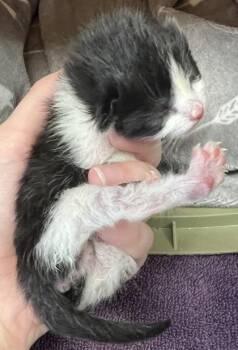 Villa -  Domestic Short Hair Cat for Adoption in Roseville, California - Villa | PetCurious