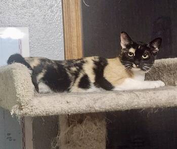 Calico Cats Available for Adoption in Farmington, Minnesota - Tiana & Talia BONDED PAIR | PetCurious