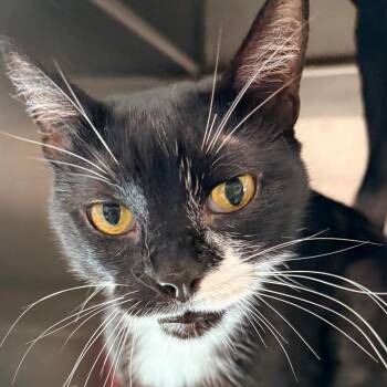 Bao Bei (Boobai) -  Domestic Short Hair Cat for Adoption in Goleta, California - Bao Bei (Boobai) | PetCurious