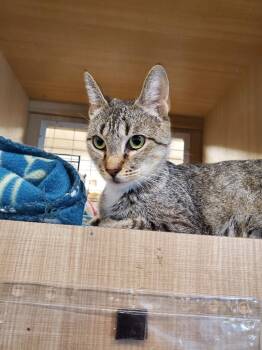 Rescue Domestic Short Hair Cats for Adoption in Bossier City, Louisiana - Nicki | PetCurious