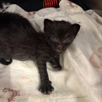 Domestic Short Hair Cats Available for Adoption - Fox | PetCurious