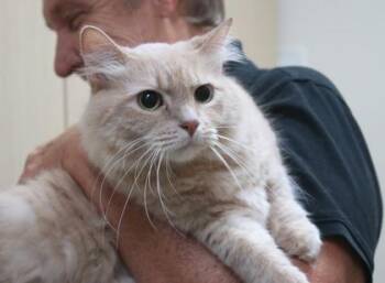 Sonny -  Domestic Long Hair and Domestic Short Hair Cat for Adoption in Brunswick, Georgia - Sonny | PetCurious
