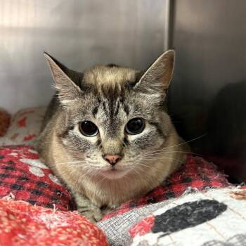 Lucy -  Siamese Cat for Adoption in Chehalis, Washington - Lucy | PetCurious