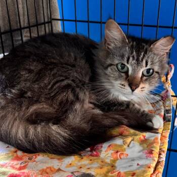 Hallie -  Domestic Medium Hair Cat for Adoption in Marion, Virginia - Hallie | PetCurious