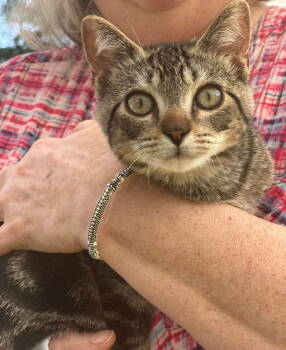 Rescue Domestic Short Hair Cats for Adoption in Burton, Michigan - Chester | PetCurious