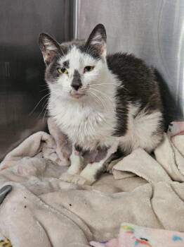 Domestic Short Hair Cats Available for Adoption in Maryville, Tennessee - Fern | PetCurious