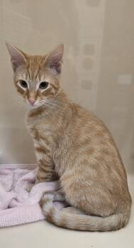 Winston -  Domestic Short Hair Cat for Adoption in Lancaster, Pennsylvania - Winston | PetCurious