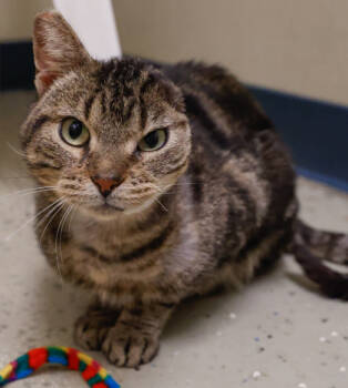 Rescue Domestic Short Hair Cats for Adoption in Baraboo, Wisconsin - Eddie | PetCurious