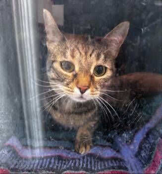 Diva -  Domestic Short Hair Cat for Adoption in Nashville, Tennessee - Diva | PetCurious