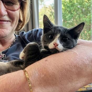 Gaia -  Domestic Short Hair Cat for Adoption in Norwalk, Connecticut - Gaia | PetCurious
