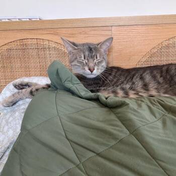 Puddles -  Domestic Short Hair Cat Available for Adoption in Evanston, Illinois - Puddles | PetCurious