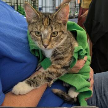 Violet -  Calico and Tabby Cat for Adoption - Violet | PetCurious