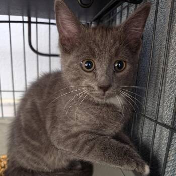 Rafael -  Domestic Short Hair Cat for Adoption in Desert Hot Springs, California - Rafael | PetCurious