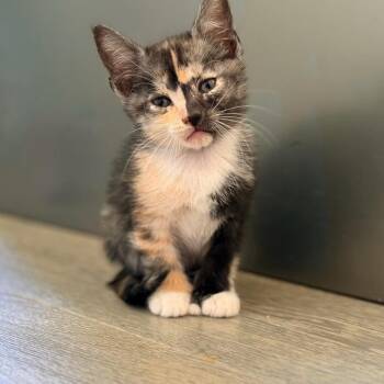 Brieonce -  Domestic Short Hair Cat for Adoption in Buffalo, New York - Brieonce | PetCurious