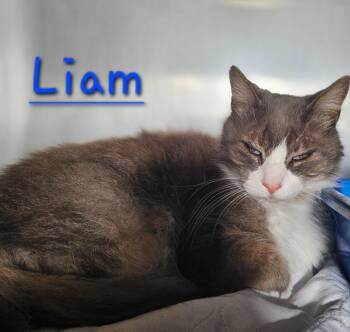 Domestic Medium Hair Cats Available for Adoption in Jim Thorpe, Pennsylvania - Liam | PetCurious