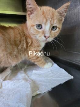 Pikachu -  Domestic Short Hair Cat for Adoption in Cambridge, Maryland - Pikachu | PetCurious