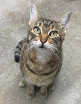 OldManCat -  Domestic Short Hair Cat for Adoption in Lagrange, Indiana - OldManCat | PetCurious