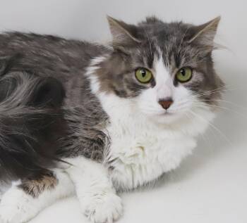 Solar and Lunar - the SUN AND MOON u need in your life - THERAPY -  Ragdoll and Turkish Van Cat for Adoption in Bedford Hills, New York - Solar And Lunar - The SUN AND MOON U Need In Your Life - THERAPY | PetCurious