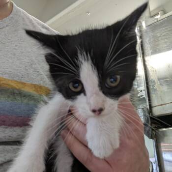 Tornado Aly -  Domestic Short Hair Cat for Adoption in Columbia, Missouri - Tornado Aly | PetCurious