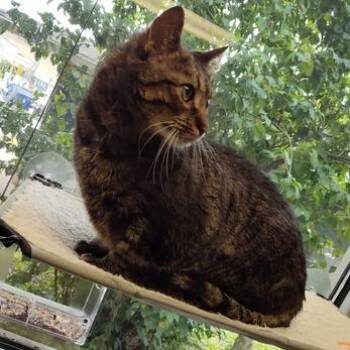 Cheerio -  Domestic Short Hair Cat for Adoption in Davenport, Iowa - Cheerio | PetCurious