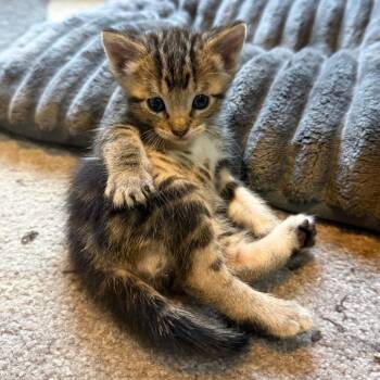 Ibuki -  Domestic Short Hair Cat for Adoption in Redmond, Washington - Ibuki | PetCurious