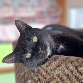 Rescue Domestic Short Hair Cats for Adoption in Littleton, New Hampshire - Bianca | PetCurious