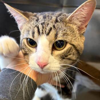 Domestic Short Hair Cats Available for Adoption - Biggs | PetCurious