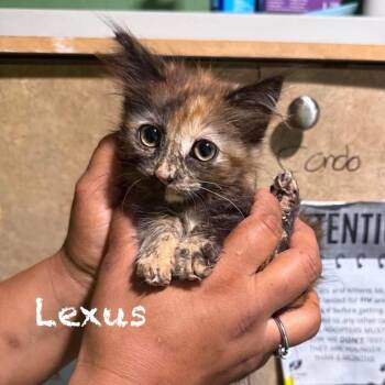 Lexus -  Domestic Long Hair Cat for Adoption in Tampa, Florida - Lexus | PetCurious