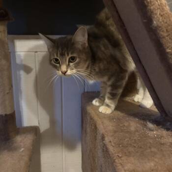 Rescue Tabby Cats for Adoption in Wilmington, Illinois - Sugar | PetCurious