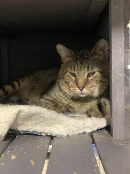 Domestic Short Hair Cats Available for Adoption - Sig | PetCurious