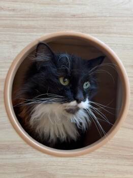 Molly -  Domestic Long Hair Cat Available for Adoption in Parsons, West Virginia - Molly | PetCurious