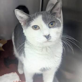 Domestic Short Hair Cats Available for Adoption in Springfield, Illinois - Tiny Diamond | PetCurious