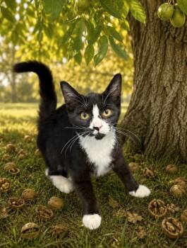 Walnut -  Domestic Short Hair Cat for Adoption in Washington Court House, Ohio - Walnut | PetCurious