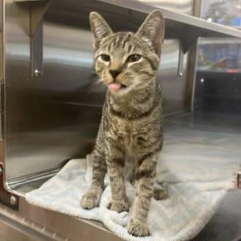 Rescue Domestic Short Hair Cats for Adoption in Hemet, California - Beebe | PetCurious