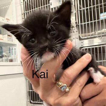 Gaia Kitten 4/Kai -  Domestic Short Hair Cat for Adoption in Scituate, Massachusetts - Gaia Kitten 4/Kai | PetCurious