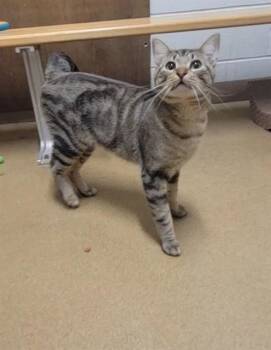 Domestic Short Hair Cats Available for Adoption in St. Peters, Missouri - EDWARD | PetCurious