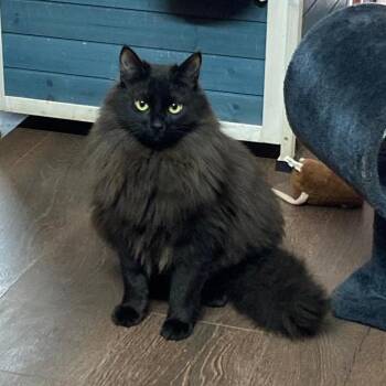 Porthos -  Domestic Long Hair Cat for Adoption in Fairfax Station, Virginia - Porthos | PetCurious