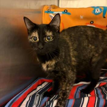 Christa -  Domestic Short Hair Cat for Adoption in Council Bluffs, Iowa - Christa | PetCurious