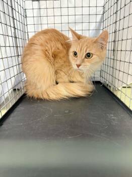 Bravo -  Domestic Long Hair Cat for Adoption in Lincoln, California - Bravo | PetCurious