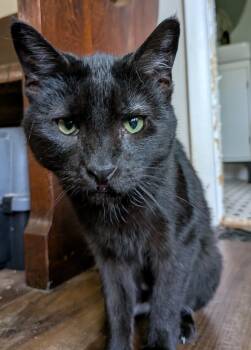 Rescue Domestic Short Hair Cats for Adoption in Xenia, Ohio - Lulu | PetCurious