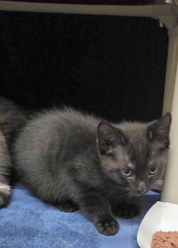 ROBERT LEE -  Domestic Short Hair Cat for Adoption in Derwood, Maryland - ROBERT LEE | PetCurious