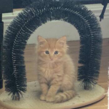 Clementine -  Domestic Medium Hair Cat for Adoption in Fort Lauderdale, Florida - Clementine | PetCurious