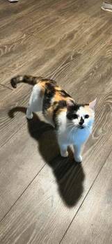Domestic Short Hair Cats Available for Adoption in South Bend, Indiana - Honeybun | PetCurious