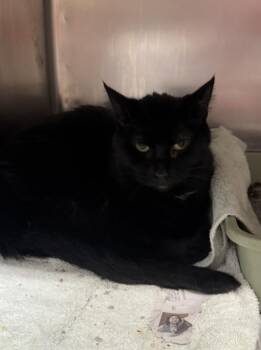 Blackie -  Domestic Short Hair Cat for Adoption in Chicago, Illinois - Blackie | PetCurious