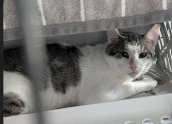 Woody Pride -  Domestic Short Hair Cat for Adoption in Poplar Grove, Illinois - Woody Pride | PetCurious