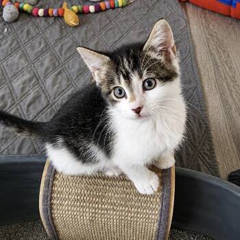 Domestic Medium Hair Cats Available for Adoption in Tustin, California - Kayla | PetCurious