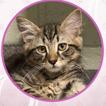 Birria -  Domestic Medium Hair Cat for Adoption in Toms River, New Jersey - Birria | PetCurious