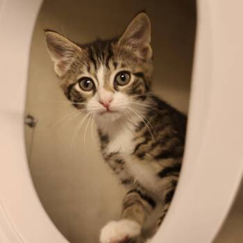 Wonka -  Domestic Short Hair Cat for Adoption in Briarcliff Manor, New York - Wonka | PetCurious
